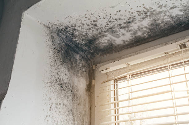 Affordable Mold Cleanup solutions in Lafayette, OR
